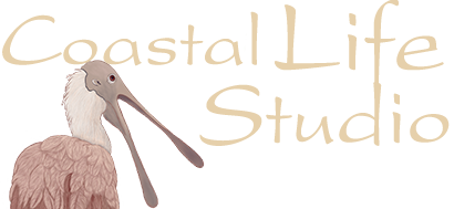 Coastal Life Studio